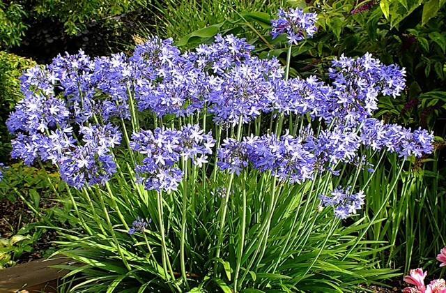 Agapanthus Bed And Breakfast Hoogkarspel 외부 사진